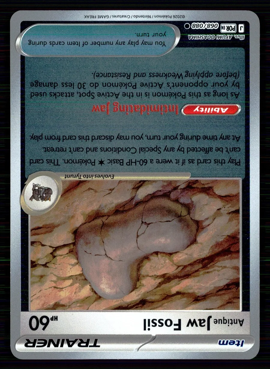 Antique Jaw Fossil Perfect Order #68
